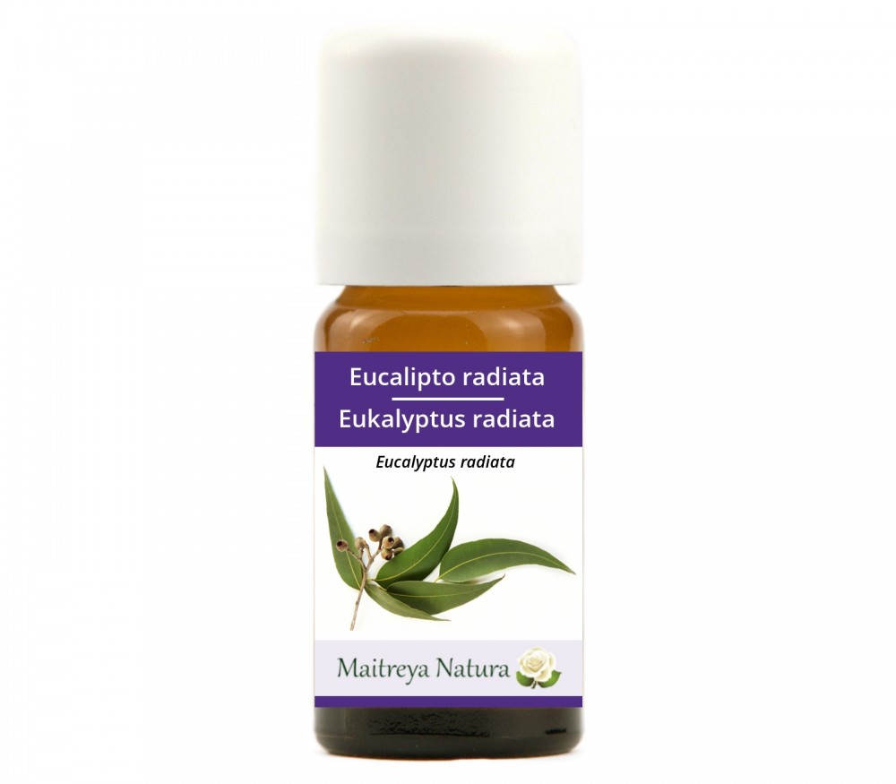 Vendita online: Eucalipto radiata Vendita online: Eucalipto radiata