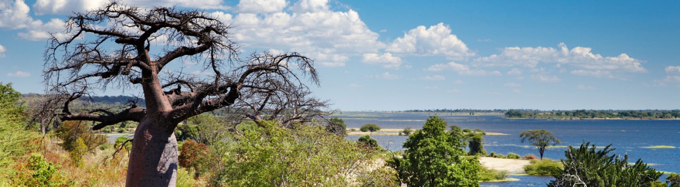 Baobab