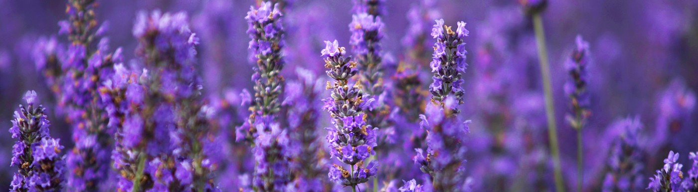 Idrolato di lavanda