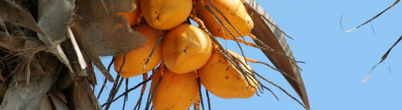 Kokosöl