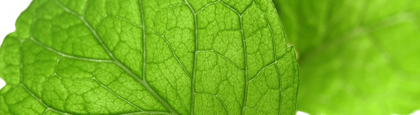 Menta (nana)