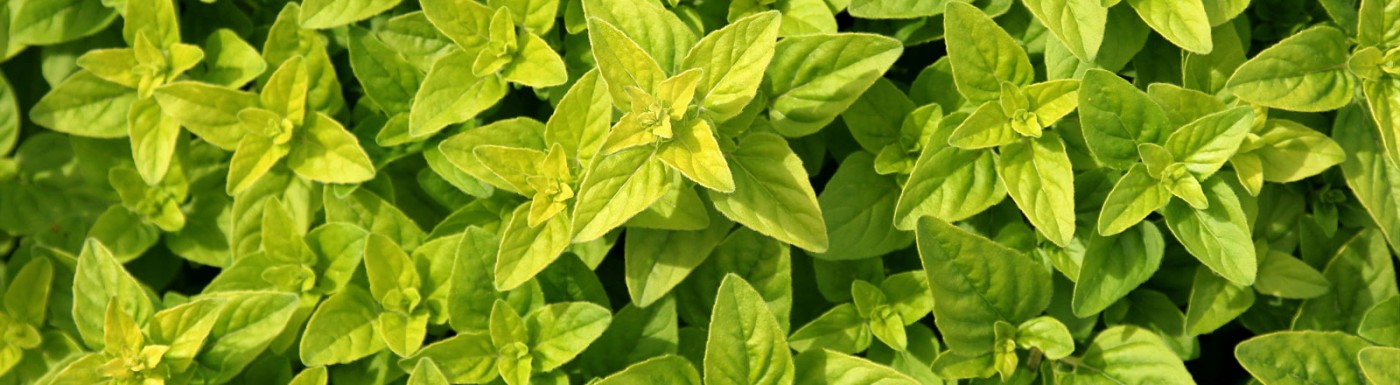 Origano